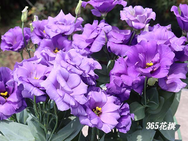 栽培発祥の地でトルコギキョウをつくってみませんか？農畜産物長野県のおいしい食べ方