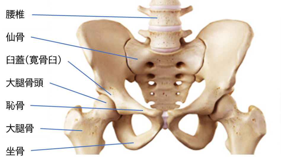 骨盤・股関節の解剖学 – McDavidサポータ－ブランドのマクダビッド オフィシャルサイト
