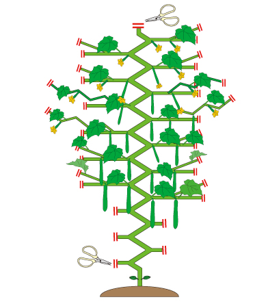 キュウリの摘心栽培とつるおろし栽培特徴とメリット・デメリットを解説 - ゼロアグリ