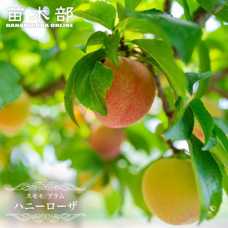 セイヨウスモモ プルーン のスモモヒメシンクイガ 新発生