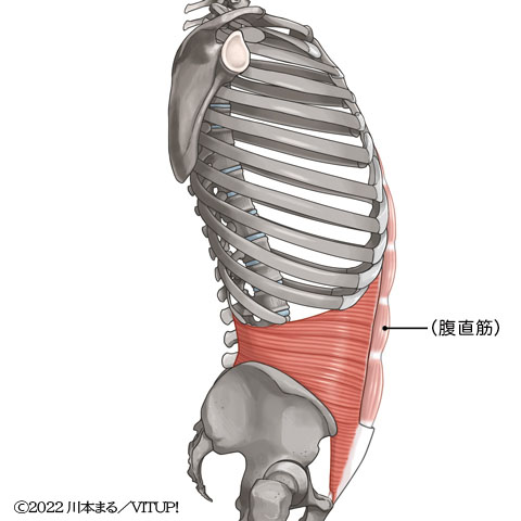 Visual Anatomy 視覚解剖学