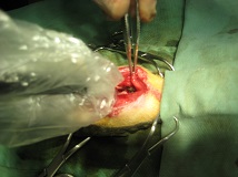 犬の声帯除去手術、目的や手術のリスクとは？ – OFT STORE