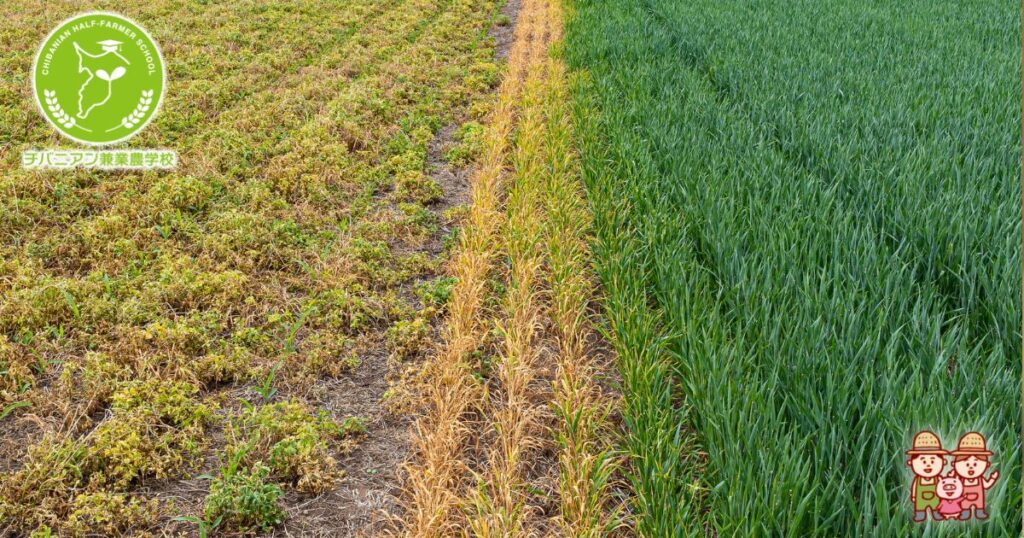 クエン酸で除草剤を手作りする方法と使い方農家web