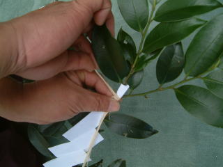 神式のご葬儀で故人様を送る。玉串奉奠 たまぐしほうてん の流れとマナー知っておきたい葬儀の知識ご葬儀は信頼と実績のセレモニ