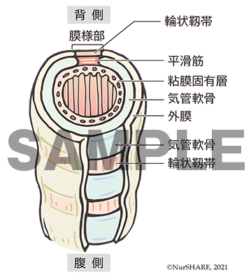 呼吸器内科・喘息すずしろクリニック