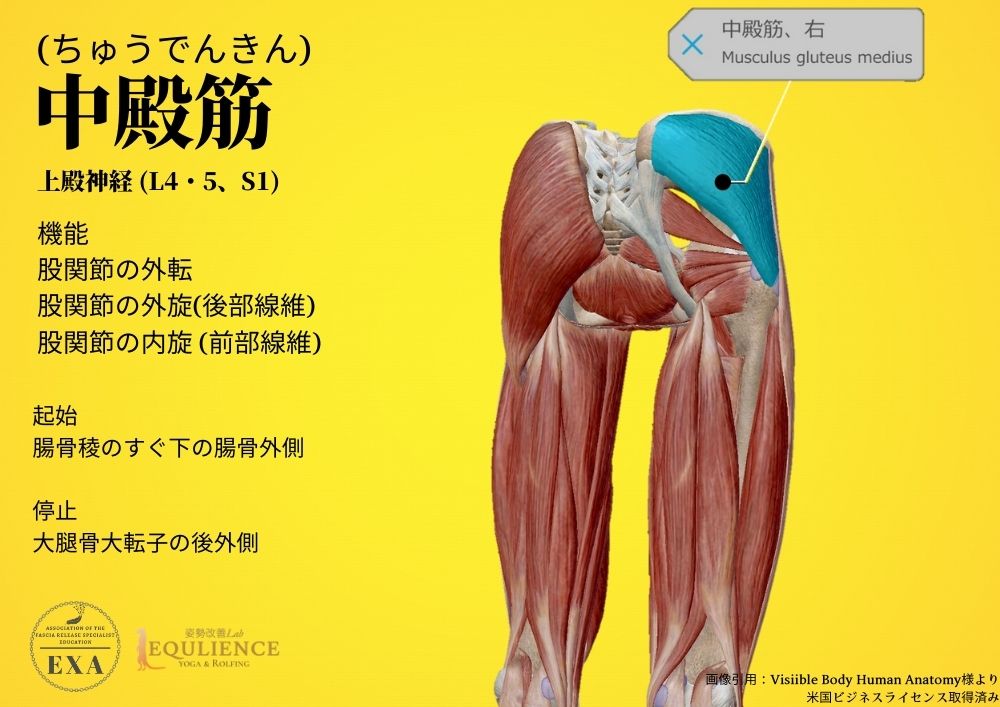 臀部の筋肉のこと・大殿筋股関節日記