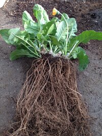 ガーベラの育て方鉢植えの選び方や株分けの注意点も解説となりのカインズさん