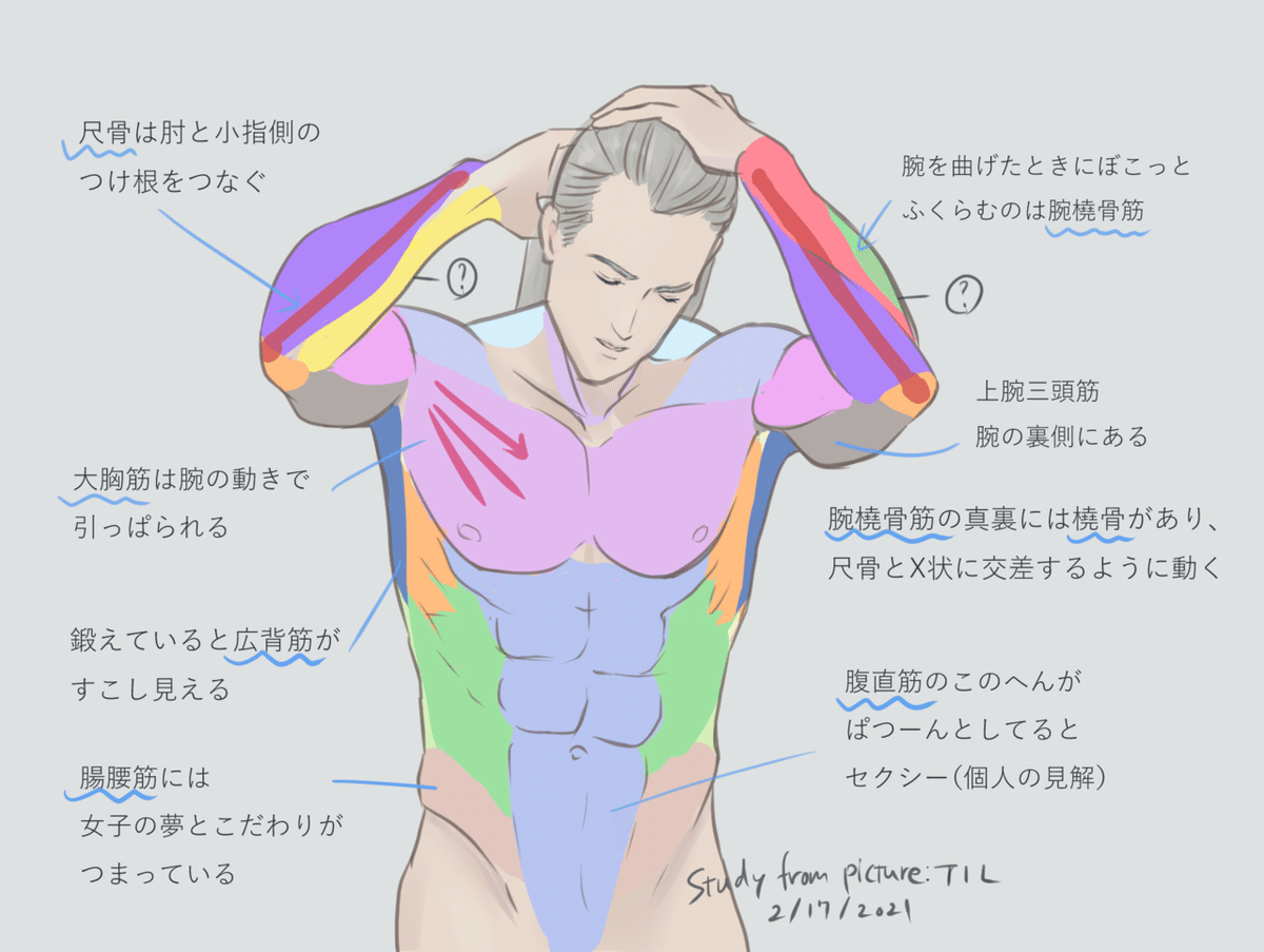 腕を曲げた時の骨と筋肉フリーランスデザイナーSHIMAのライフブログ