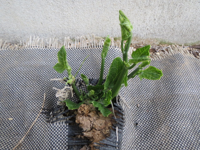 ハヤトウリ栽培：初収穫しました。続々開花中。 - 家庭菜園でつくる癒しの空間