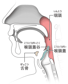 Visual Anatomy 視覚解剖学