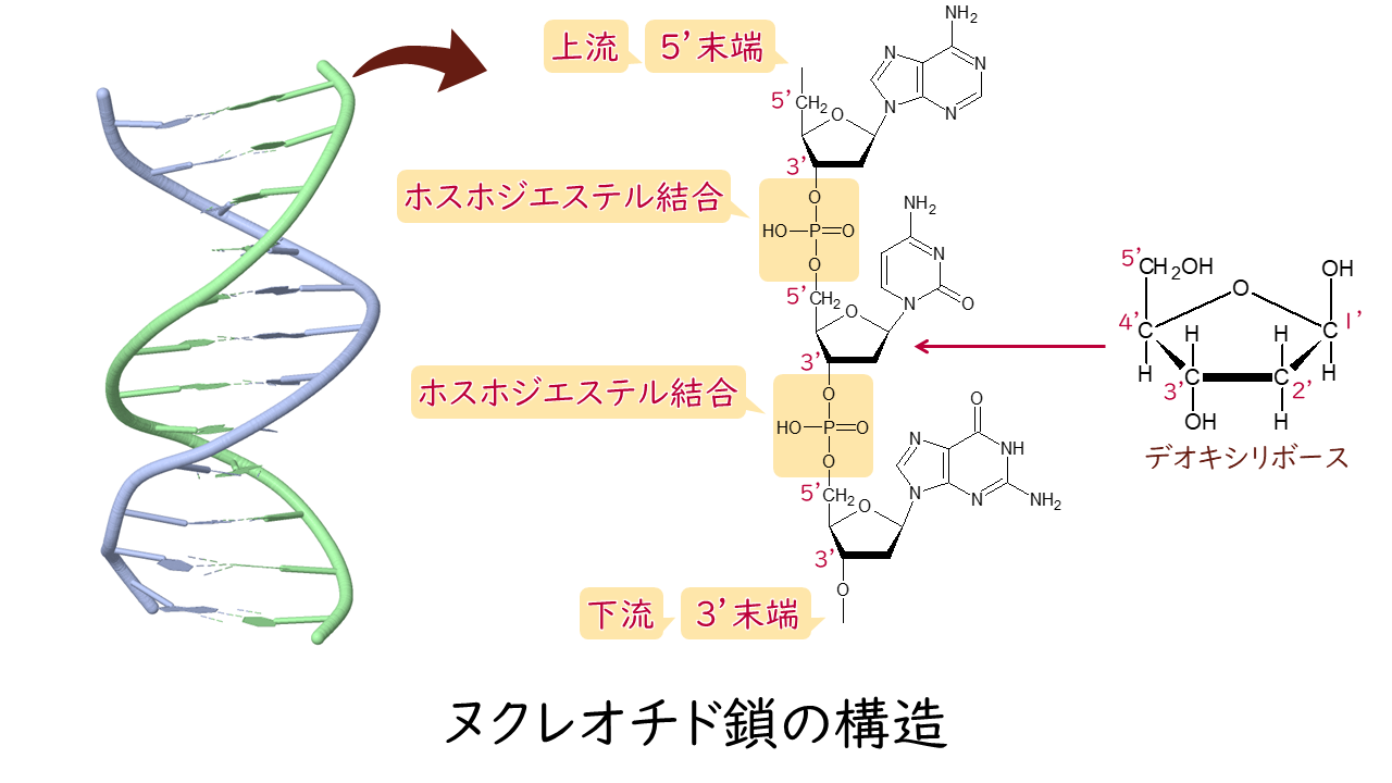 DNAの基本構造 〜ヌクレオチド〜DNAの構造と複製NS遺伝子研究室
