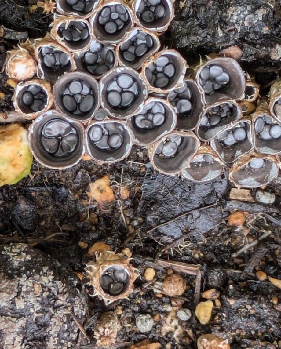 ハタケチャダイゴケ 畑茶台苔Cyathus stercoreus- Picture Mushroom