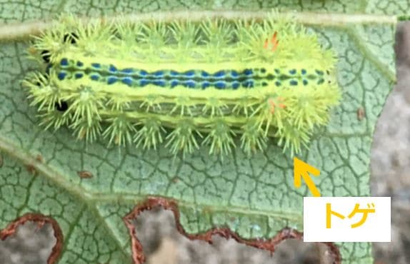 イラガ デンキムシ注意したい虫たち その2 - 愛樹園