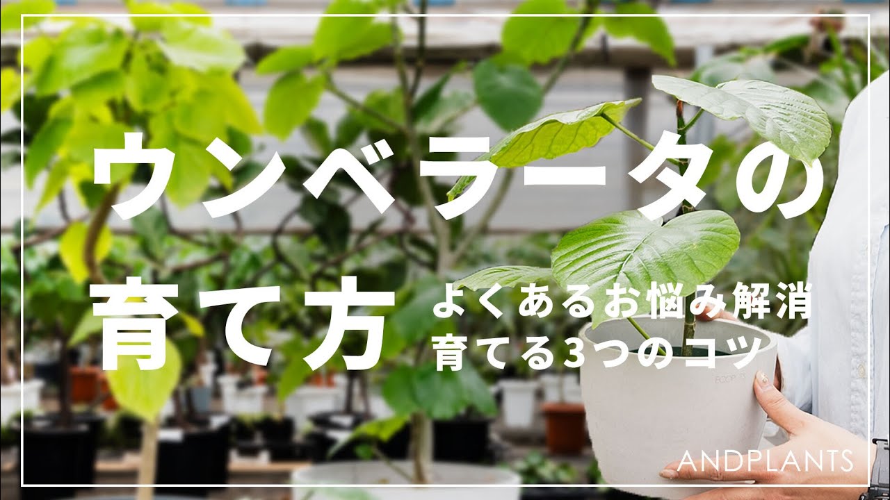ウンベラータの植え替え後の育て方観葉植物の育て方 Ｑ＆Ａブルーミングスケープ