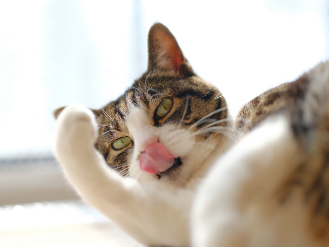 猫同士の「アログルーミング」とは？一方的、オス同士、上下関係はあるの？にゃんぷろ