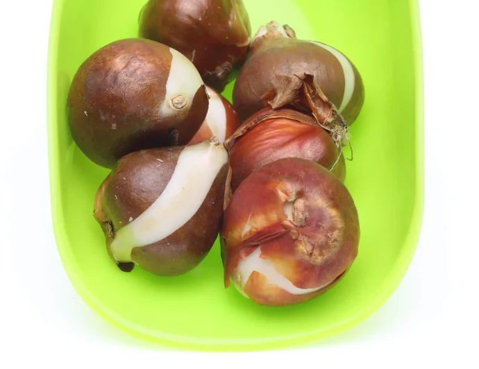 チューリップを翌年も咲かせるには。球根の掘り上げ・保存を詳しく解説、の巻tabiniwa