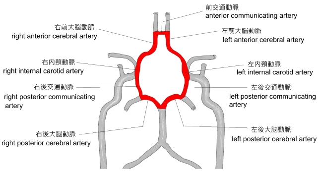 心臓から出た大動脈は弓部大動脈から頸分分枝となって 脳へ行く🙄 ここんとこの解剖の話とウィリス動脈輪について🤔 @estty2020_1◀️過去投稿はコチラ看護師の勉強垢循環器 オペ看 心臓血管外科 ウィリス動脈輪