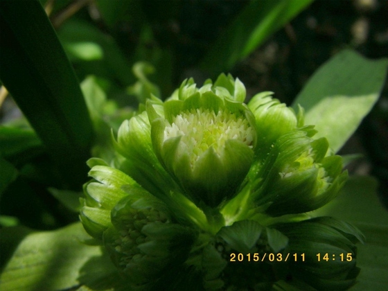 現在販売中＞ フキノトウのペタシンが癌抑制！ 国産天然ふきのとう をたっぷり使用した手作りの無添加ふき味噌が一里野高原ホテルろあんの通販でとっても売れています！楽天市場でも天然蕗の薹ふきみそ販売開始☆一里野高原ホテルろあんスタッフブログ