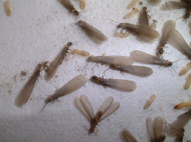 全長1〜2cm これはシロアリの幼虫ですか？見分け方と対処法を教えてください。みんなのシロアリ駆除屋さん