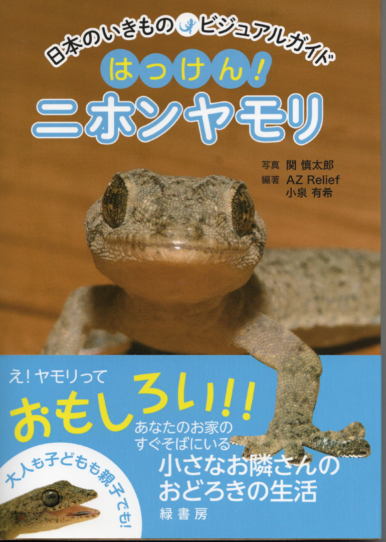 イモリとヤモリの違い赤い腹・指先・卵・生息で一目で見分ける 画像・表付き