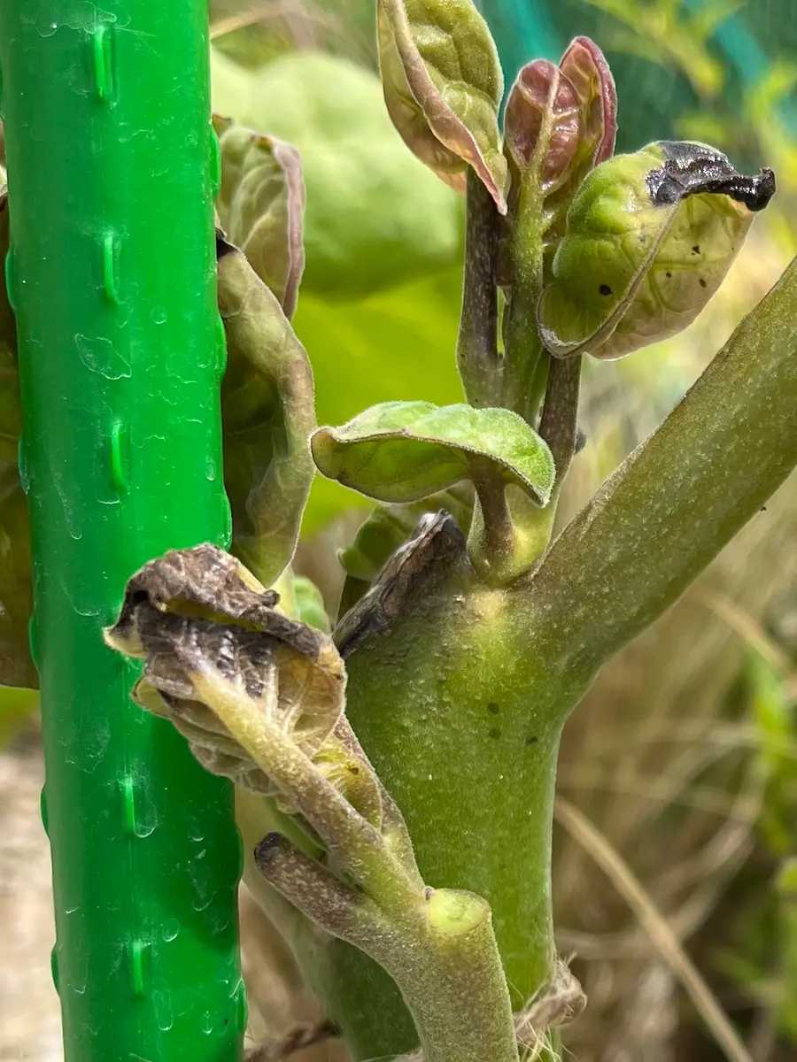 タマリロ 2年苗 - 植物と雑貨のセレクトショップ・石垣島・シャンティ・ガーデン