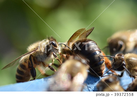 知ってました？ 女王蜂・働き蜂・オス蜂 それぞれの特徴と役割佐賀・熊本・福岡でお困りの方・害虫害獣駆除専門業者プログラントへお任せ