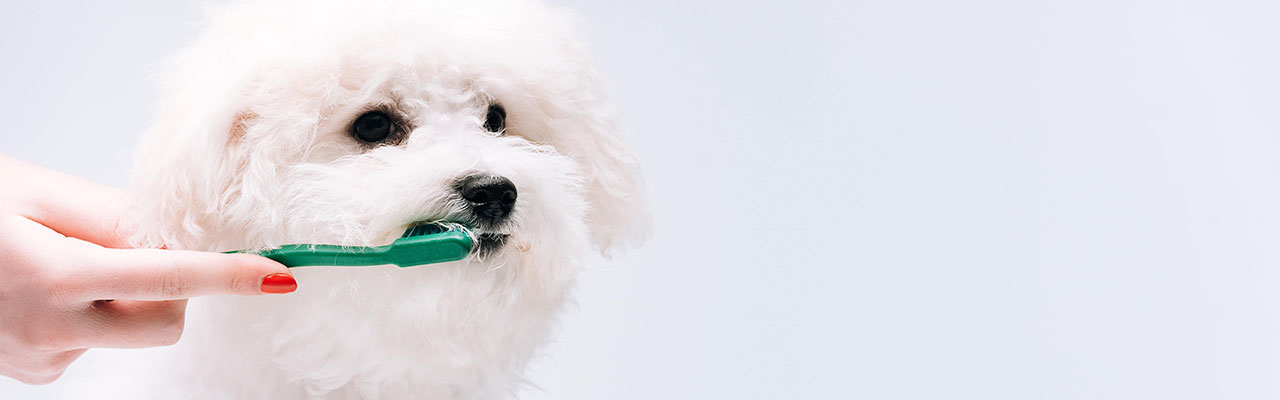 新発売 犬用歯磨き 無味無臭 安全安心 無添加 犬猫用歯磨き 猫用歯磨き 歯石除去 犬 口臭 歯垢除去 犬用 歯磨きミスト ピュアツルミスト 80mL: 犬猫博士の研究所 - 通販 - Yahoo!ショッピング