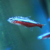 完全版 グッピーの病気！実際の画像を用いて詳しく解説 - グッピーjournal