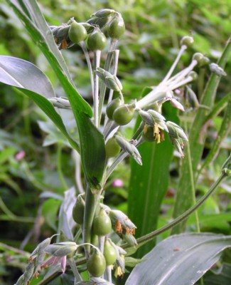 ジュズダマ 数珠玉- 庭木図鑑 植木ペディア