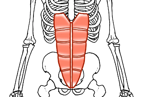 お腹が痩せない原因は腹直筋が硬いせい？腹直筋硬化の原因・骨盤の後傾を改善するストレッチヨガジャーナルオンライン