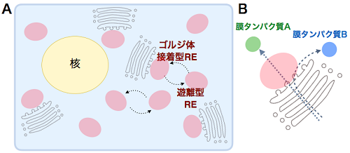 基礎生物学研究所 細胞動態研究部門研究紹介