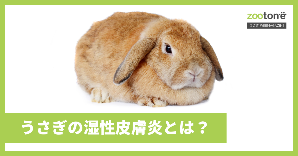 ウサギの家庭医学 第２回 皮膚疾患・体表腫瘤 前編 - いきもののわ