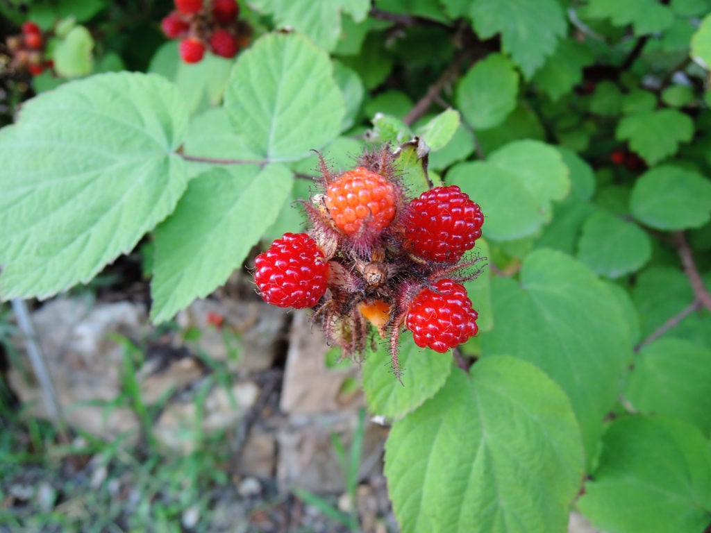 鉢植えラズベリーの育て方 おいしい鉢植え果樹の栽培育て方：自宅を果樹園に☆