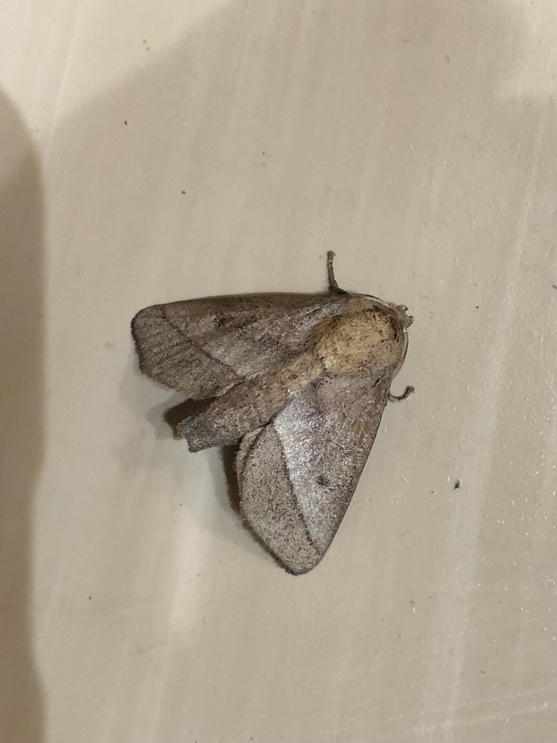 イラガ デンキムシ注意したい虫たち その2 - 愛樹園