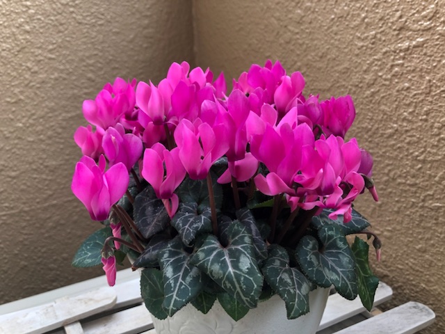 シクラメンの花が枯れた！？時の水やり、初心者でも簡単！育て方 ポイント3選雅子の庭