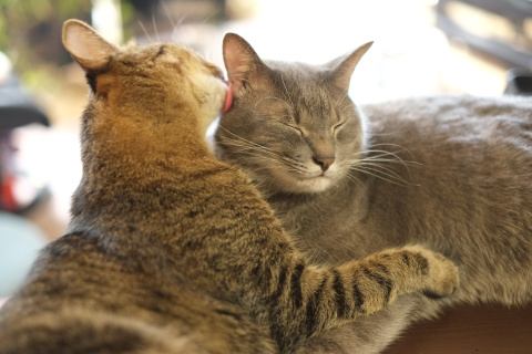 mofoo ～モフー～お洒落 猫生活マガジン～