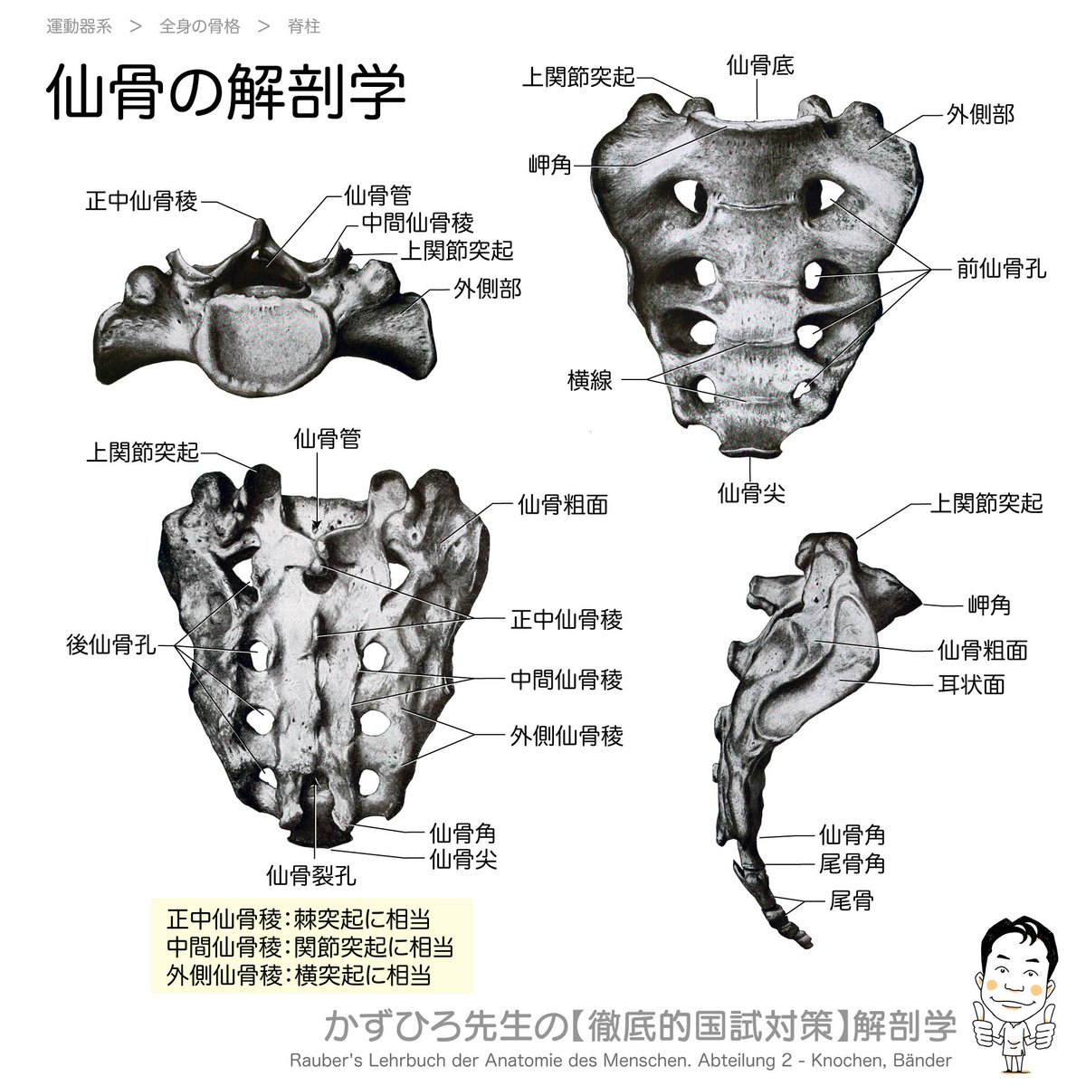 仙骨と尾骨 - 野球 × 理学療法士