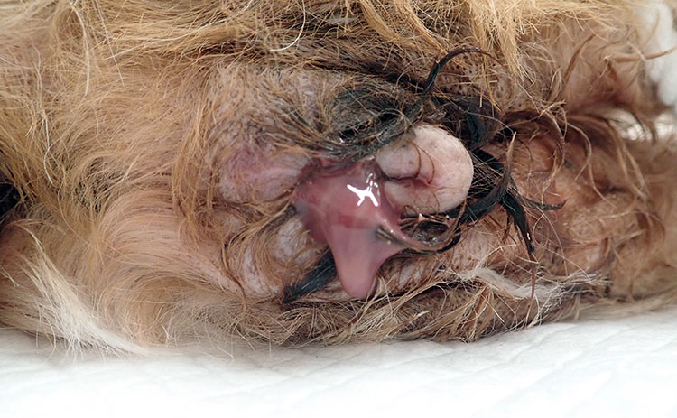 犬のヒート 生理 とは？生理期間や出血以外の症状、発情期に注意すべきこと港南区の動物病院OCEAN'S PET CARE CENTER