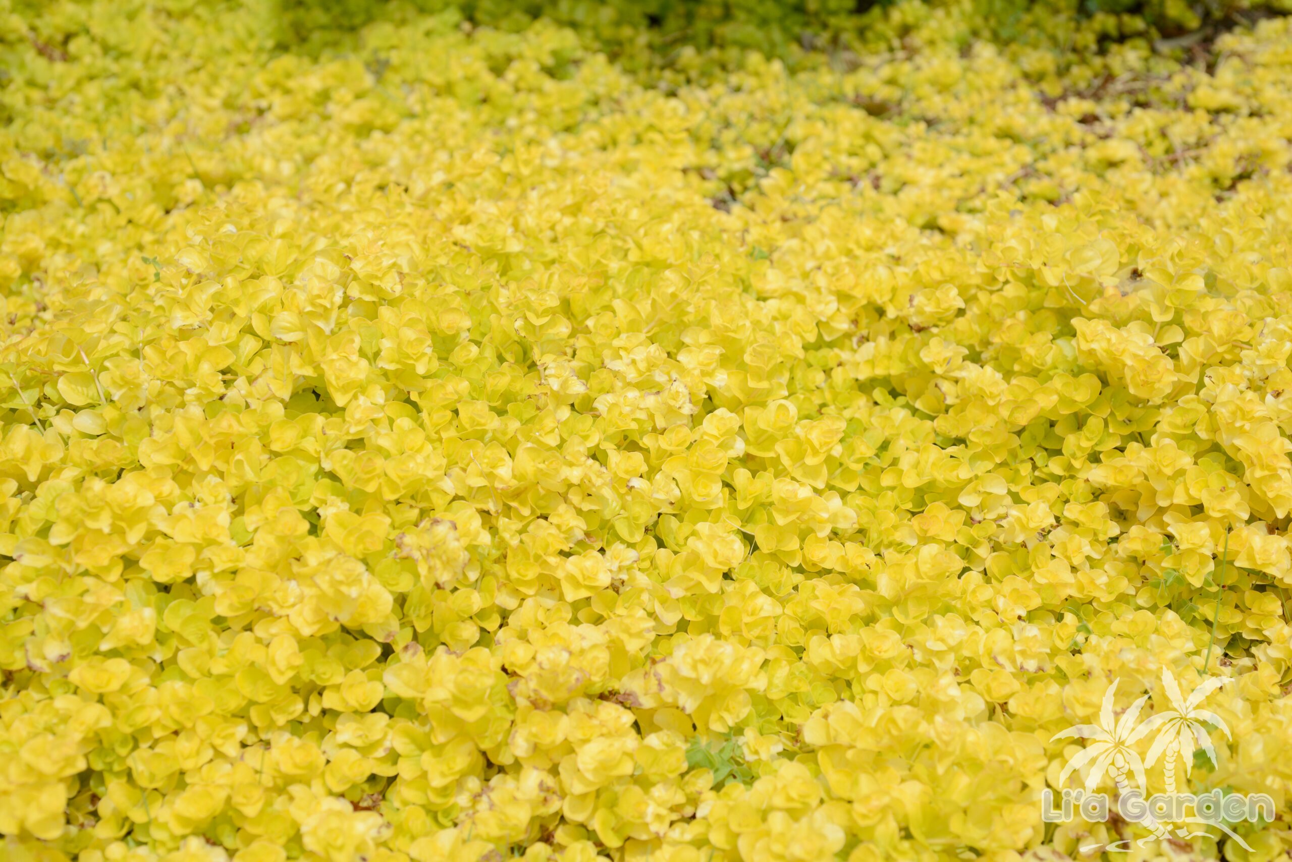 リシマキア 'リッシー'おぎはら植物園