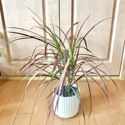 観葉植物が枯れる原因と復活させる方法！しおれた葉っぱはどうする