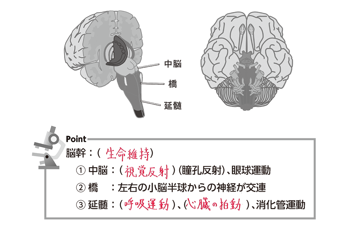 脳 MRI 3D : 正常解剖学e-Anatomy