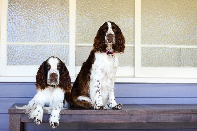 イングリッシュスプリンガースパニエルってどんな犬？歴史・性格・飼い方についてわんこラボ