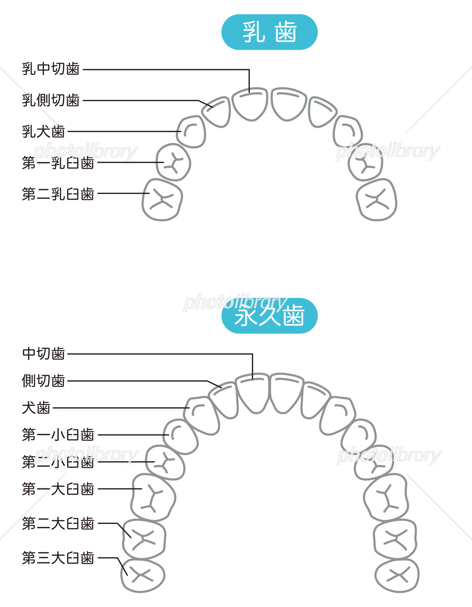 歯の名称のイラスト素材 - PIXTA