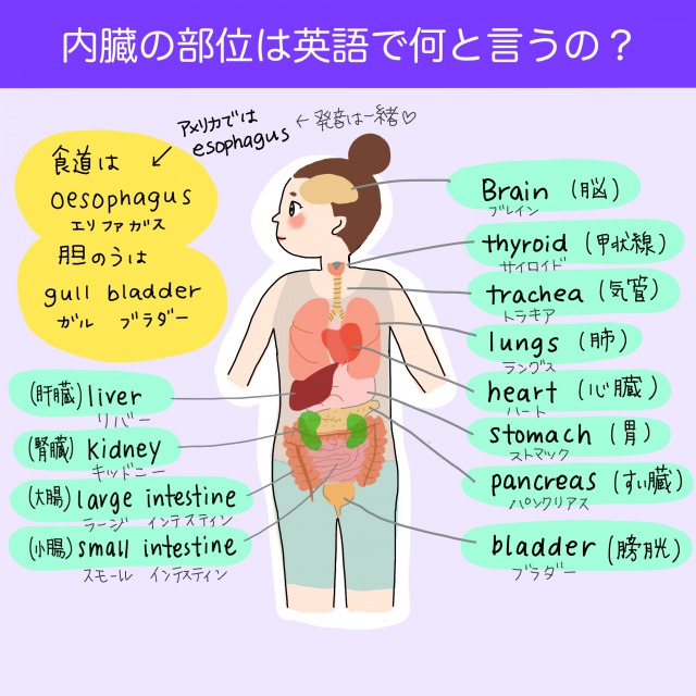 頭頂連合野 - 脳科学辞典