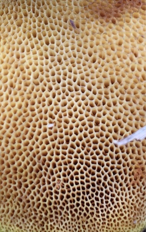 集合体恐怖症ノ_＜Cherir の HAPPY HAPPY DIARY