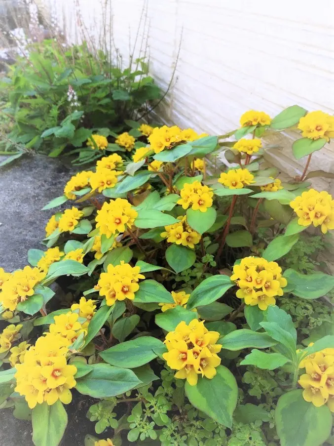 リシマキアは日陰もバラの株元も美しく彩る這って広がる植物GardenStoryガーデンストーリー