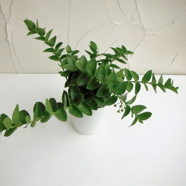 ホヤの育て方植え替え時期や増やし方は？🍀GreenSnap グリーンスナップ