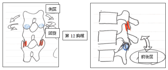 肋骨と胸椎のしくみ 骨格 横図 医療のイラスト素材120729829- PIXTA