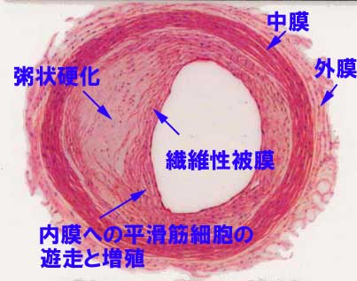 車山高原レア・メモリーが語る『植物体の循環機構』plant cell
