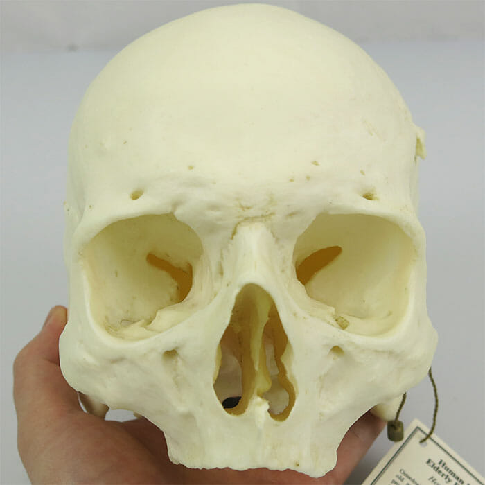 ビタミンDシリーズ 第2回「老け顔の原因は『頭蓋骨』にある！？骨の健康を保つビタミンDで、はつらつと！」UP LIFE毎日を、あなたらしく、あたらしく。Panasonic